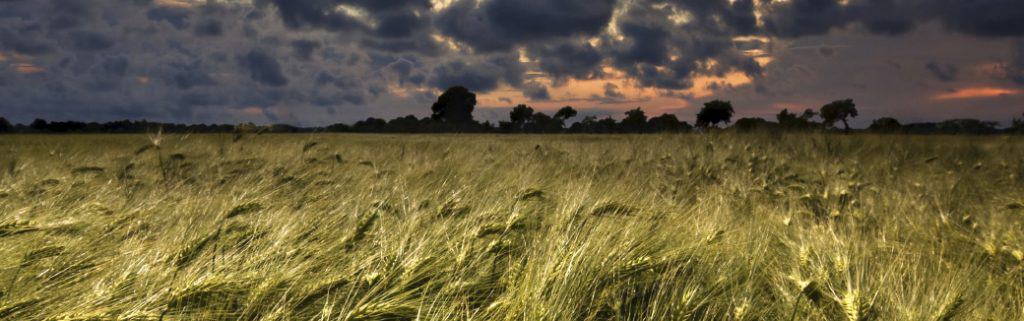 Post-Blog-Finding Hope in the Darkness of Grief-AllThingsFaithful